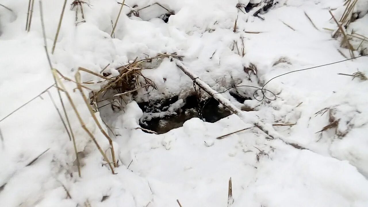 Охота на бобра в апреле на капкан. Бобер в проходном капкане. Бобровая ловушка зимой. Проходной капкан на бобра. Ловля бобра зимой на проходной капкан.