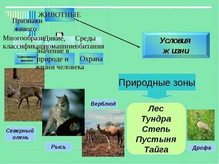 Живые организмы в разных природных зонах