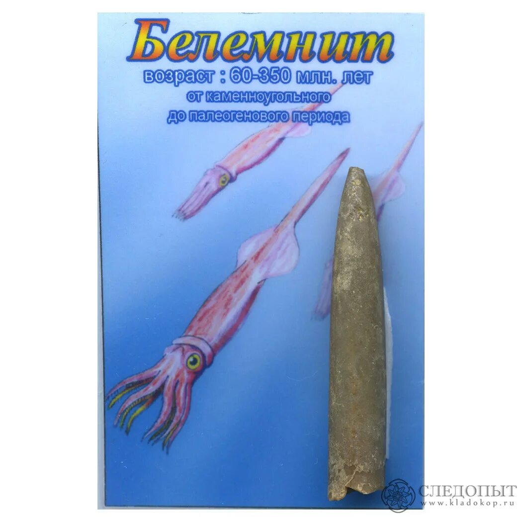 Белемниты что это такое и для чего. Белемнит реконструкция. чёртов палец камень. внутрираковинные белемниты. каракатица белемнит.
