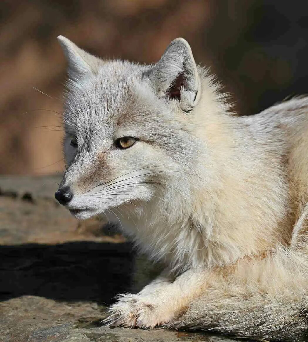 Степной лис корсак. Степной корсак. Корсак зимой. Корсак автор. Корсак в омской области.