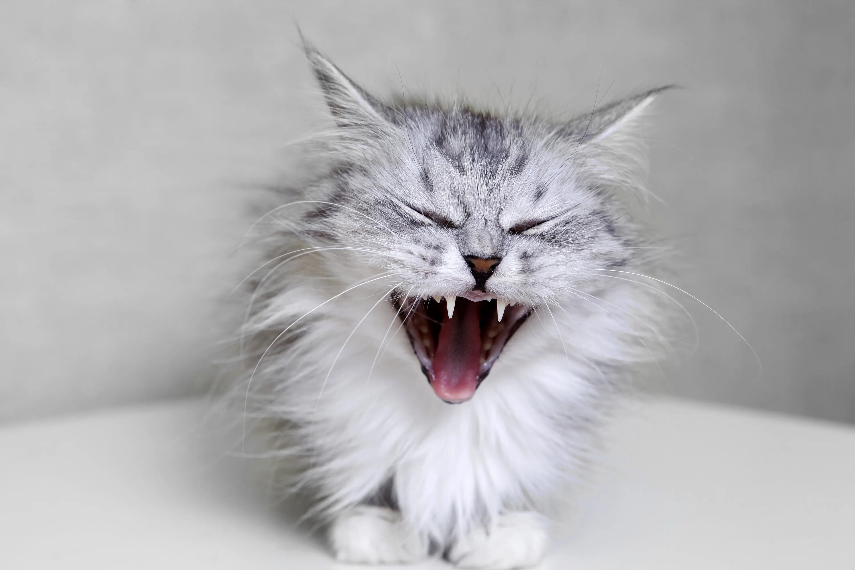 Шипение котов звук. Кошка рычит. Кот шипит. Шипящий котенок. Агрессивный кот.