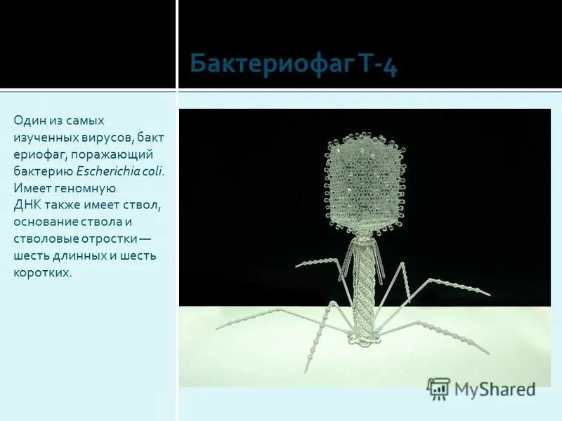 бактериофаг эшерихия