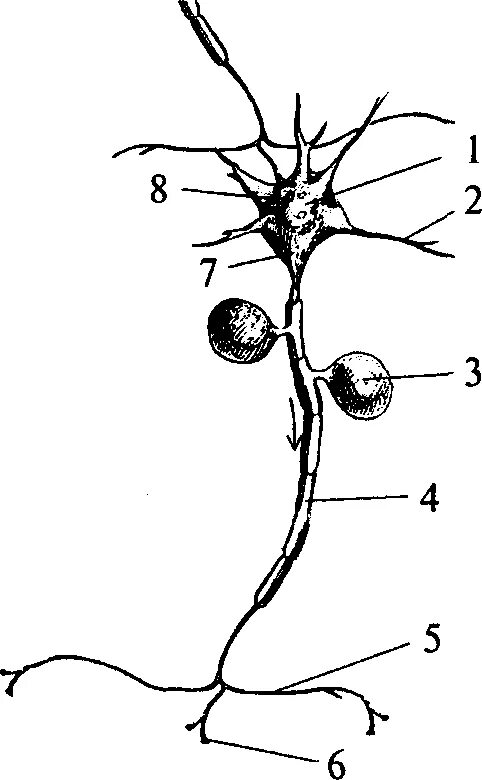 Короткие сильно ветвящиеся отростки. Строение нейрона коллатерали. Строение нейрона сома. Строение нейрона аксонный холмик. Коллатерали аксона.