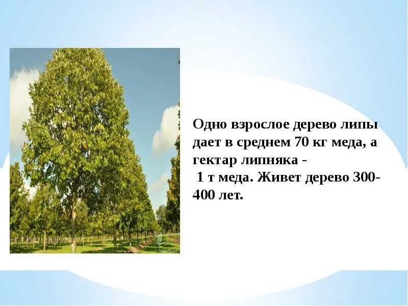 Липа взрослое дерево. Липа дерево польза. Липа дерево в лесу. Липа Размеры взрослого дерева.