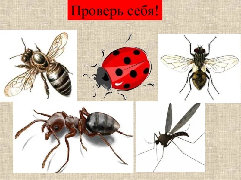 Составьте таблицу показывающую