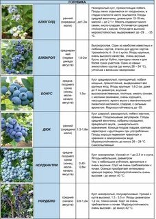 Голубика характеристика и описание сорта