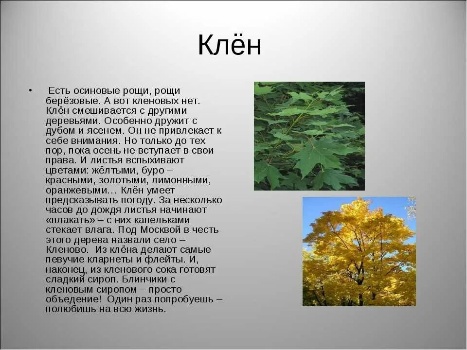 Доклад про клен 2 класс. Клен описание. Клён описание дерева. Клен информация для детей.