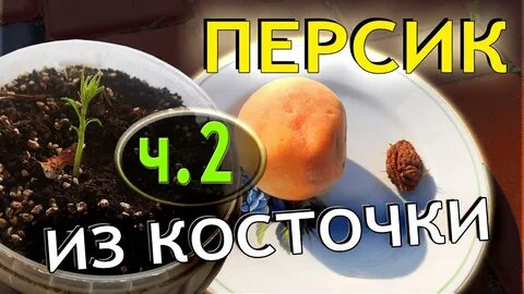 Как прорастить персик
