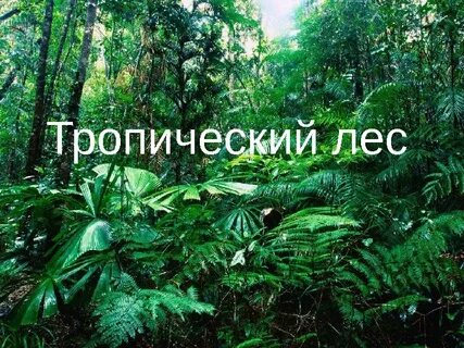 Про тропик