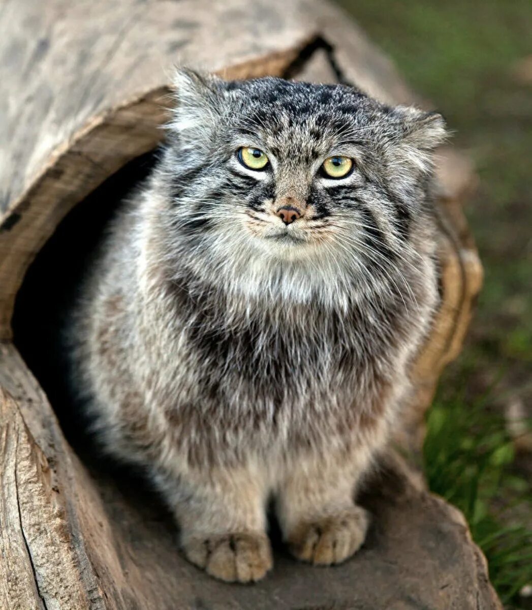 Мануалы cat
