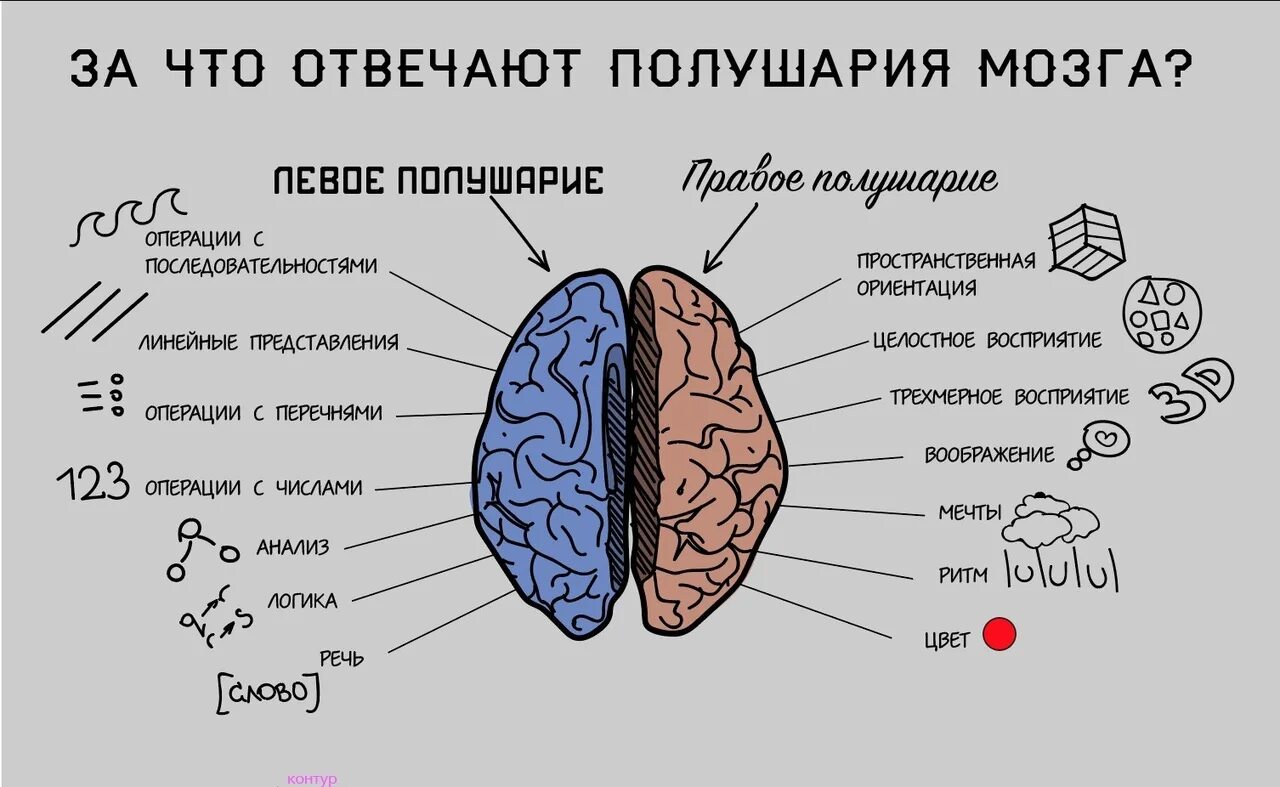 Правое полушарие больше левого