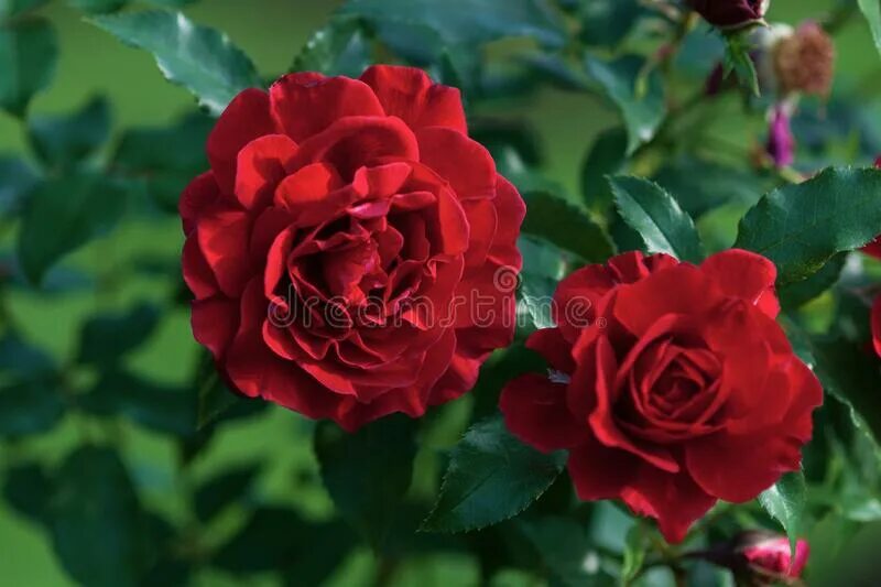 Роза флорибунда «сити коллекшн» леди оф белград. Леди райдер оф варшав. Леди райдер оф варшав. Роза сорт леди оф меггинч. Роза флорибунда милано.