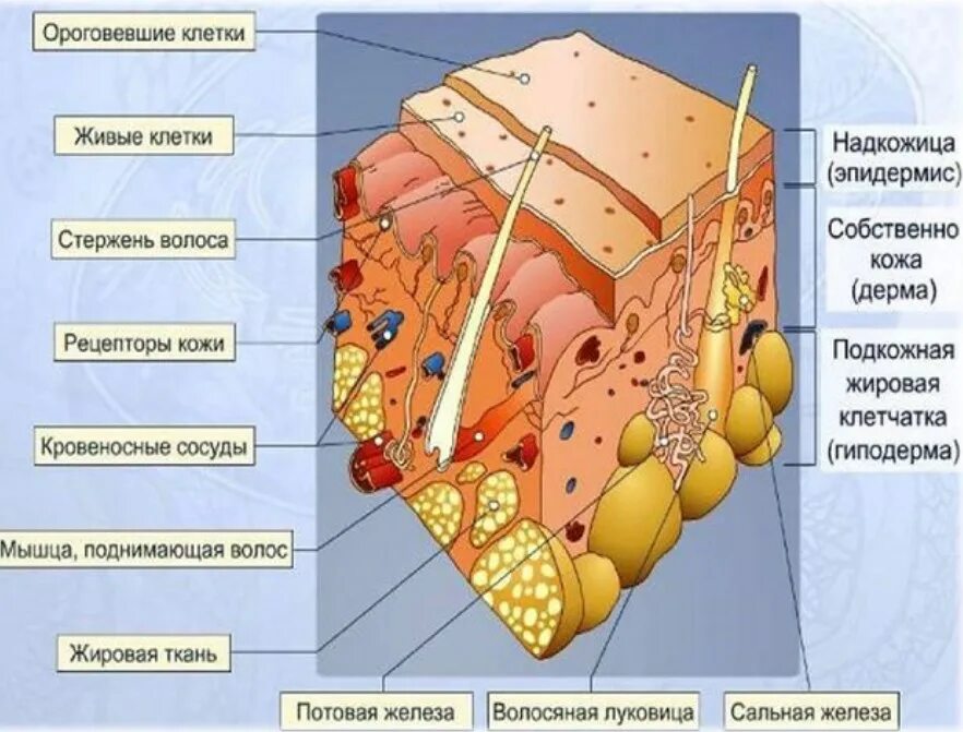 Послойное строение кожи. Слой 1) эпидермис 2) дерма 3) гиподерма. Строение кожи эпидермис дерма. Клетки эпидермиса кожи человека.