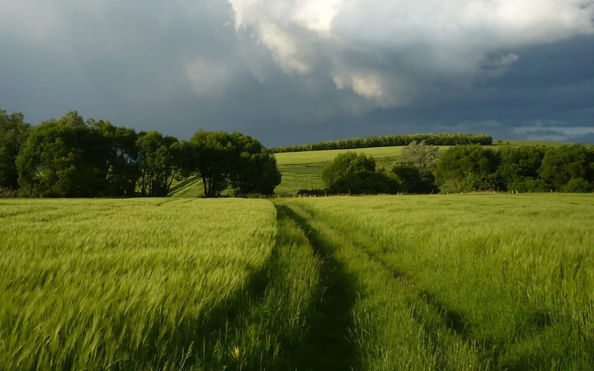 Поле в реальном времени. Вид на поле. поле лес. русская природа. природа поле.