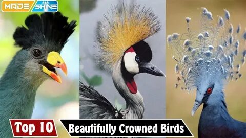 10 birds