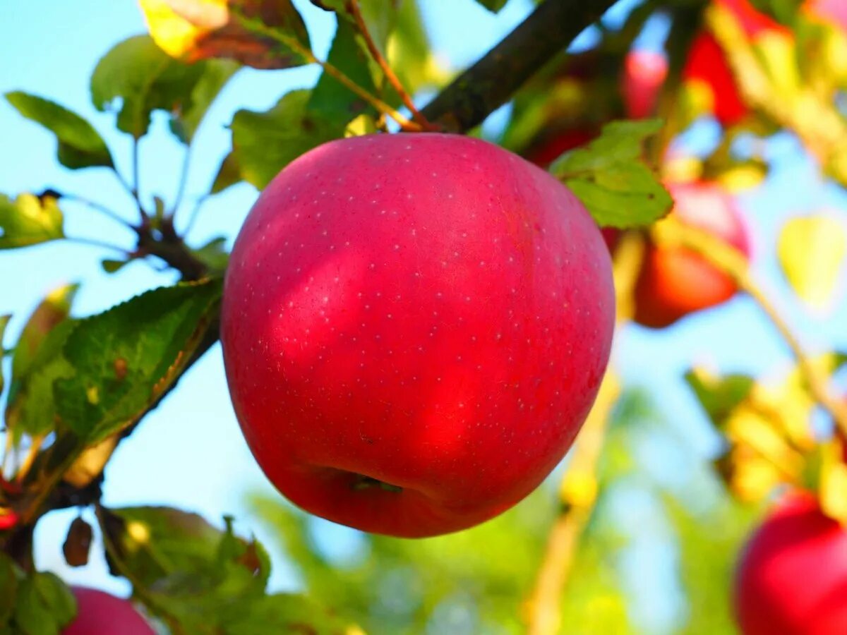 Яблоня. Malus яблоко. Яблоки на дереве. Яблоня с яблоками. Яблоня с разными яблоками.