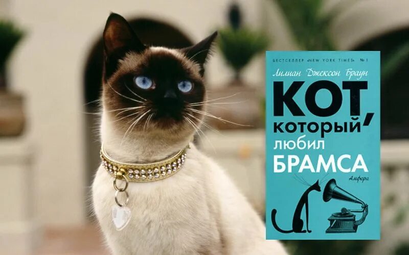 Кот который любил Брамса. Кот, который любил книги. Кот с книгой. Книга кот который любил книги. Браун кот который