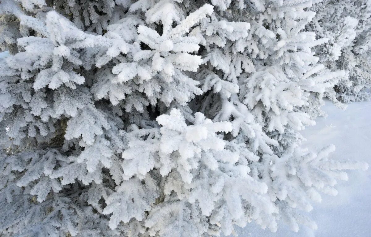 Снежки белые пушистые. Елка в снегу. Снег. Зимняя ель. Заснеженная ветка.