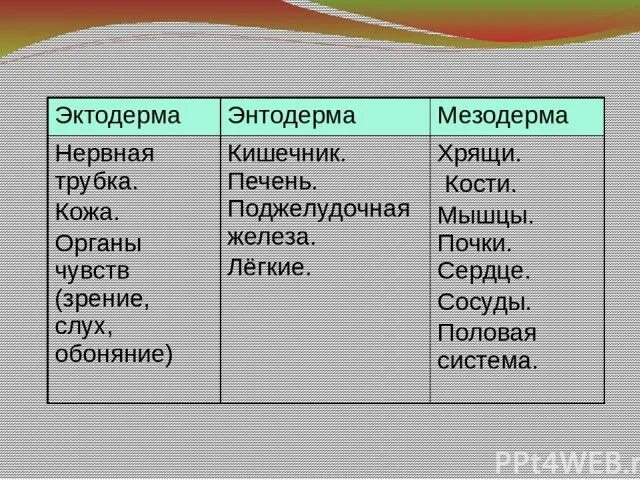 Мезодерма развивающиеся органы. Что образует эктодерма мезодерма энтодерма. эктодерма мезодерма энтодерма таблица. энтодерма 2) мезодерма. что образуется из эктодермы энтодермы мезодермы.