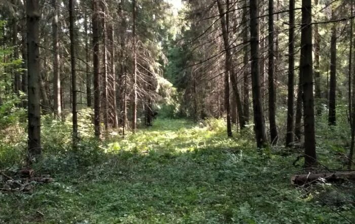 Лесное 53