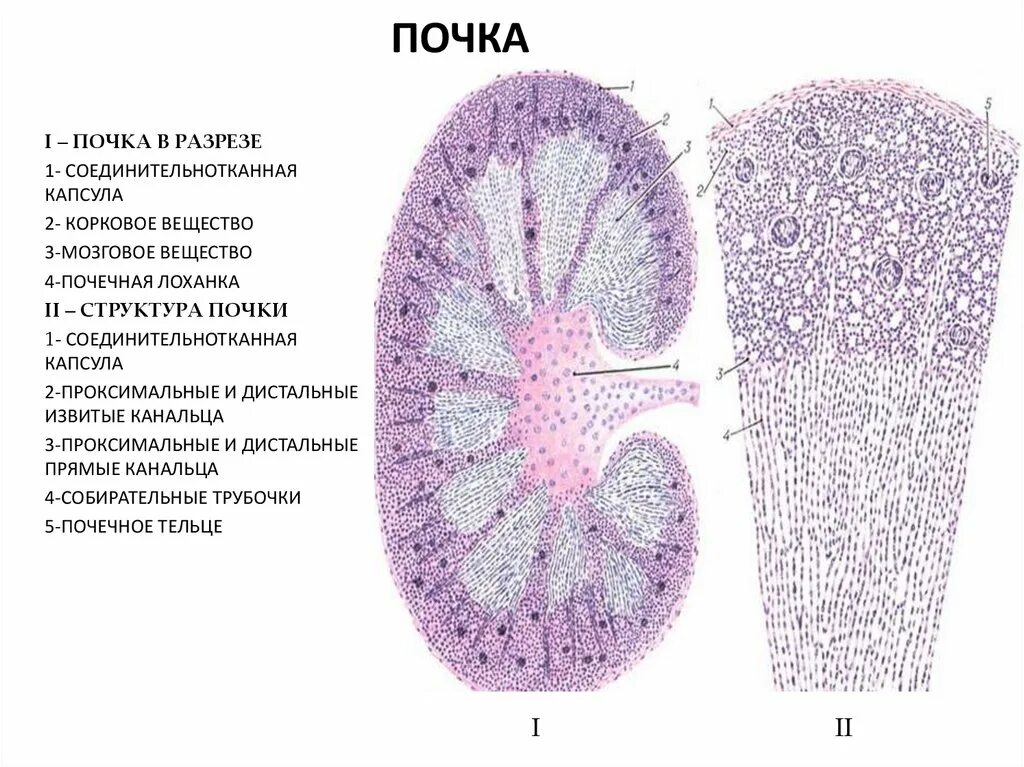 Какая ткань обеспечивает развитие почки. Строение нефрона почки гистология. Гистологическое строение строение почки. Структуры мозгового вещества почки гистология. Строение почки гистология препарат.