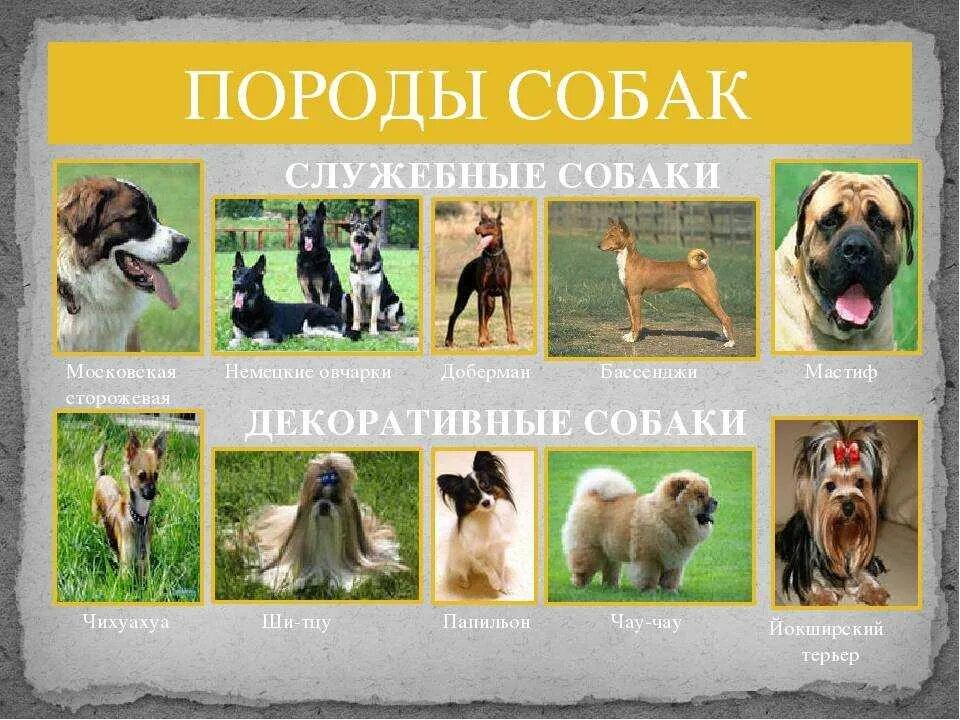 Какие названия пород собак. Продысабка сназванями. собаки и их названия. разные породы собак с названиями. породы собак с фотографиями и названиями.