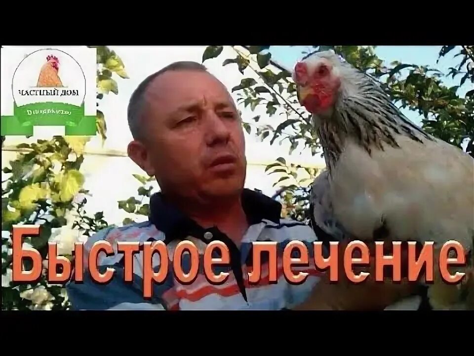 Антибиотик для кур широкого спектра. Болезнь колибактериоз у кур. Незаразные болезни птиц. Чем лечить хрип кур. Здоровая и больная курица.