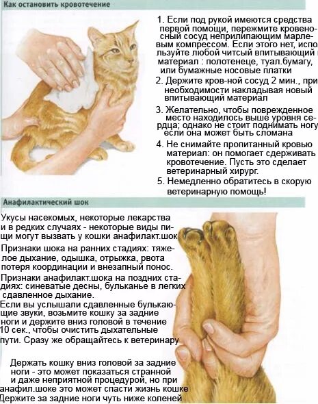 Почему кошка кашляет. Как делать массаж сердца кошке. кот кашляет и хрипит. как сделать массаж сердца кошке.