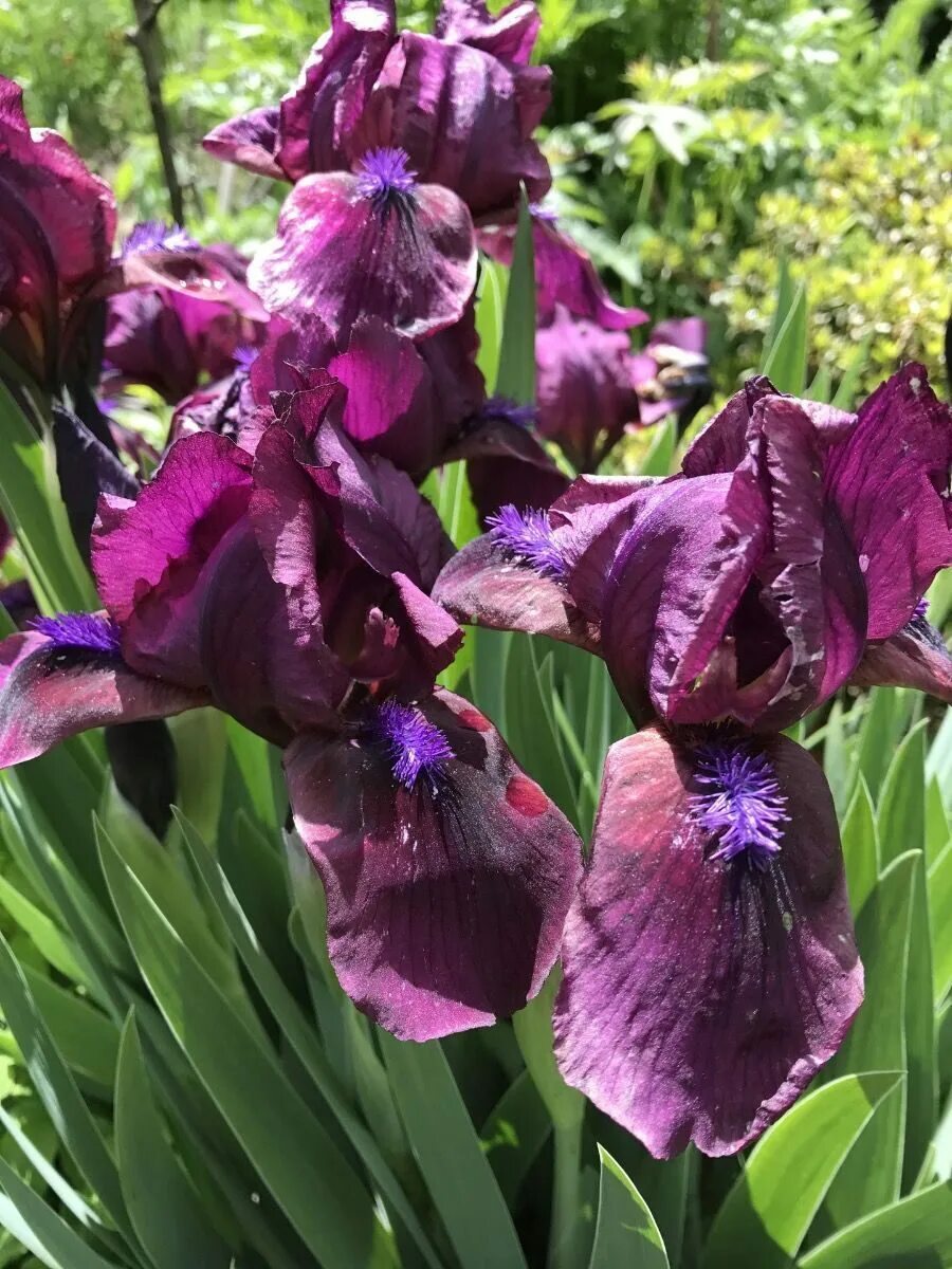 ирис черри гарден. ирис гарден. ирис бородатый карликовый черри гарден. ирис карликовый черри гарден. ирис карлик черри гарден.