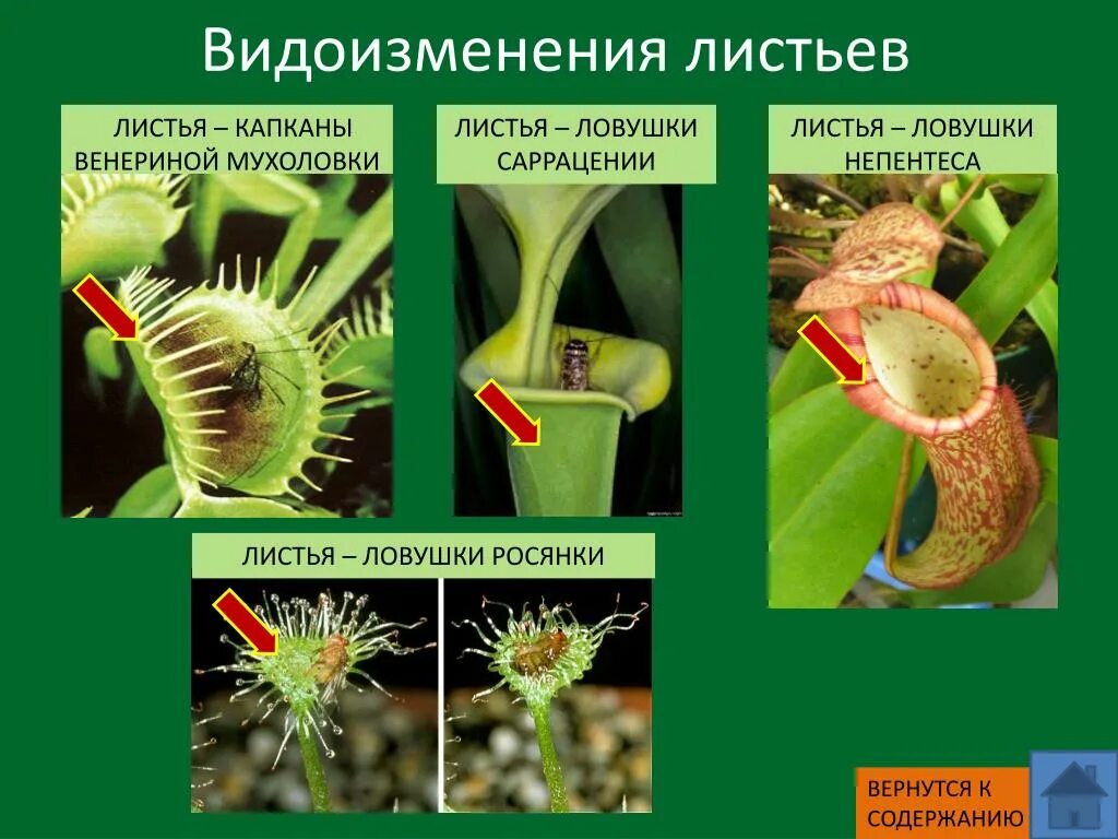 5 видоизменений листьев