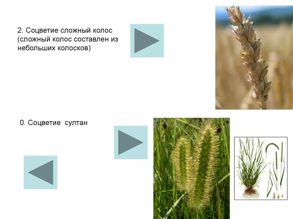 Запись колоса