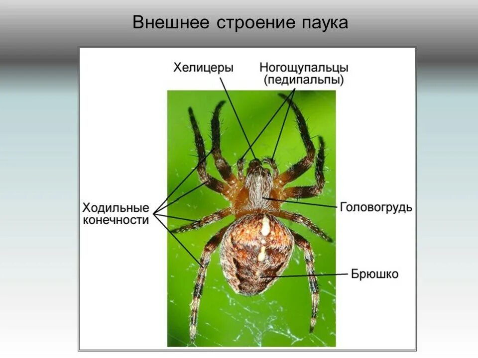 Паукообразные схема. Строение паука крестовика. Внутреннее строение паука крестовика. Строение паука крестовика схема. Внешнее строение паука крестовика.