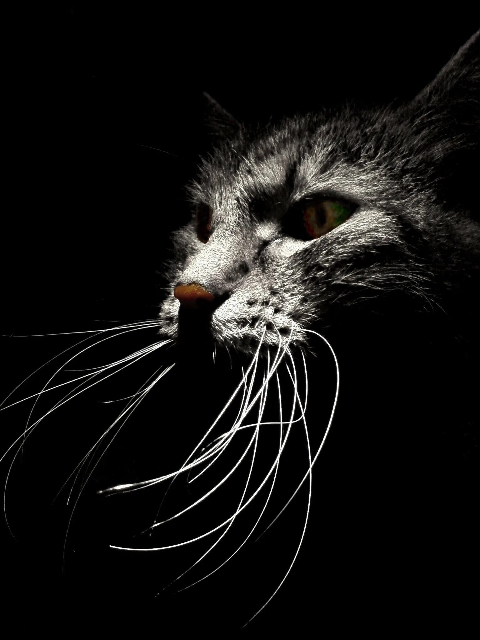 Коты воители звёздное племя. Призраки котов. Коты воители призрак. Кот привидение. Кот фантом.