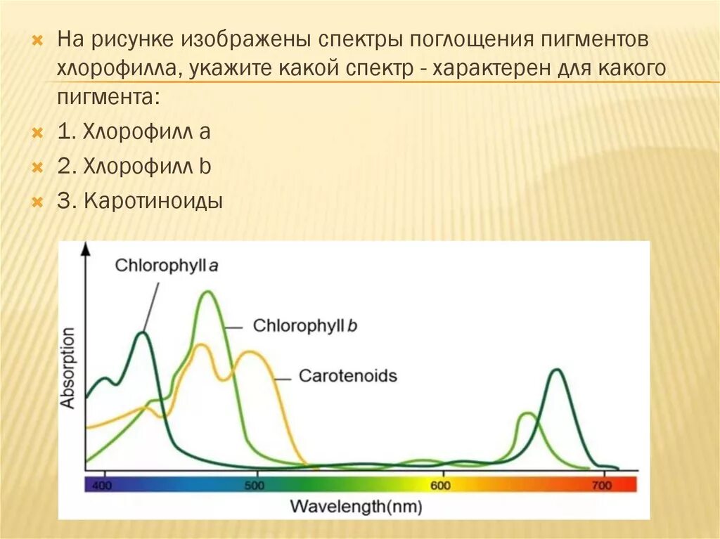 Спектр поглощения пигмента хлорофилла. Спектры поглощения фотосинтетических пигментов. Спектры поглощения пигментов фотосинтеза. Спектры поглощения хлорофилла. Хлорофиллы поглощают свет