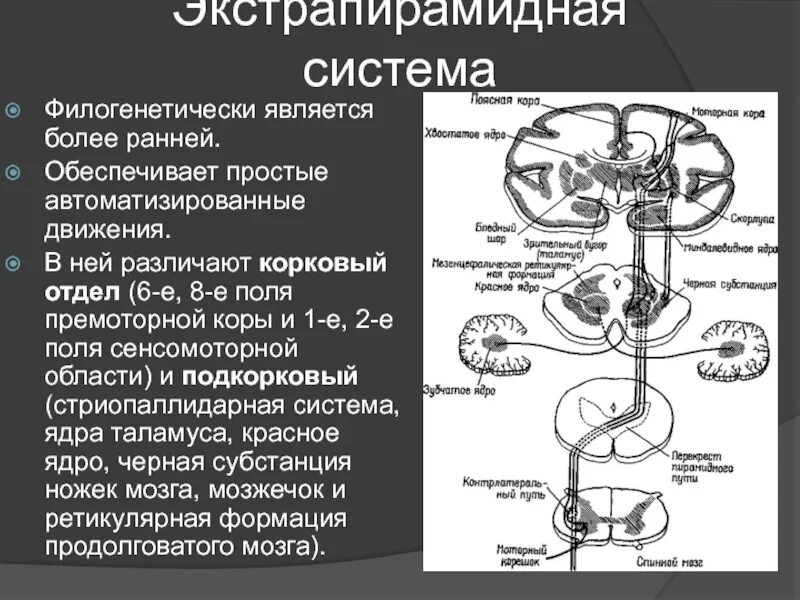 Располагаются центры врожденных непроизвольных двигательных рефлексов