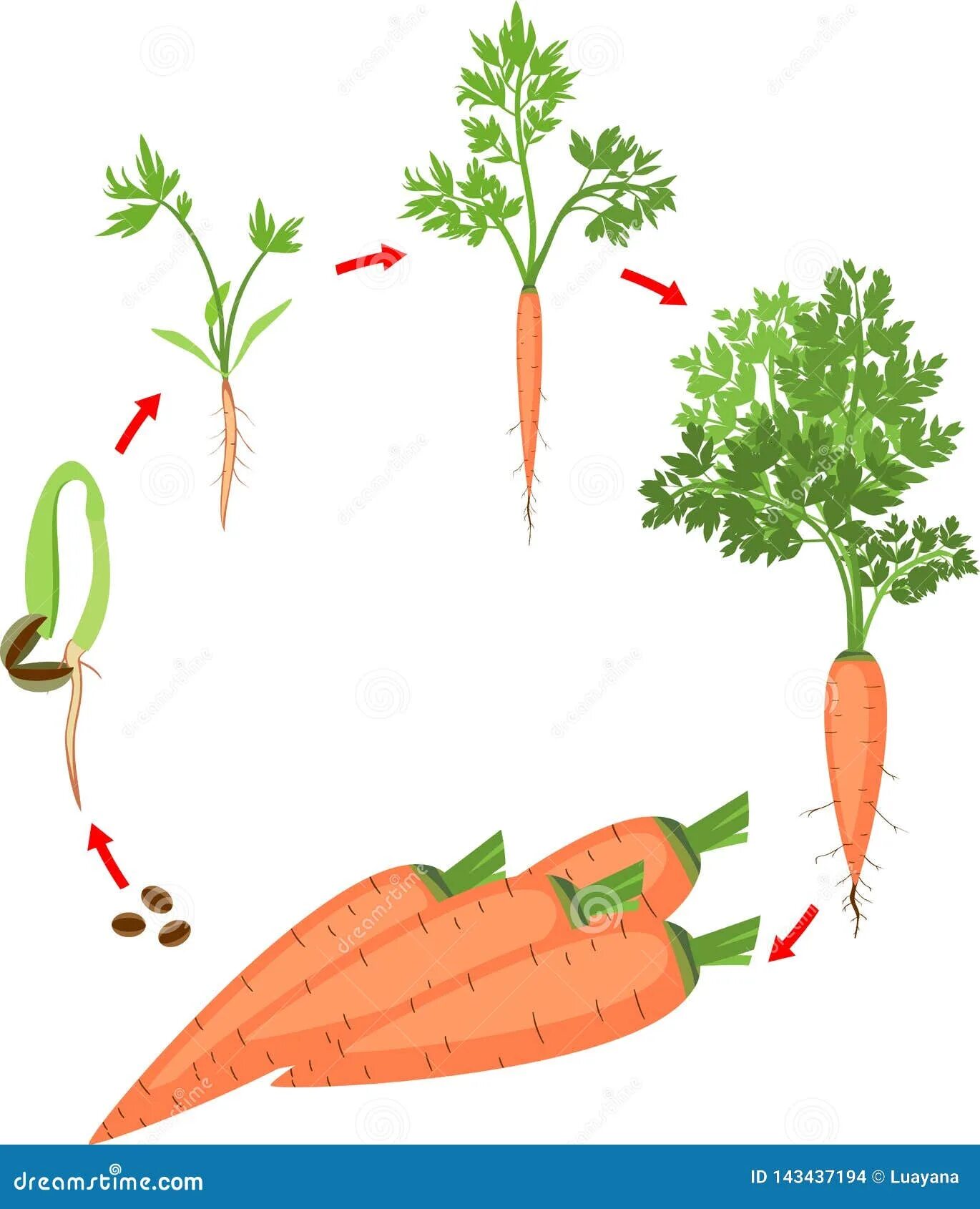 Цикл развития моркови. Цикл роста овощей для дошкольников. Этапы роста морковки. Цикл развития моркови для детей.