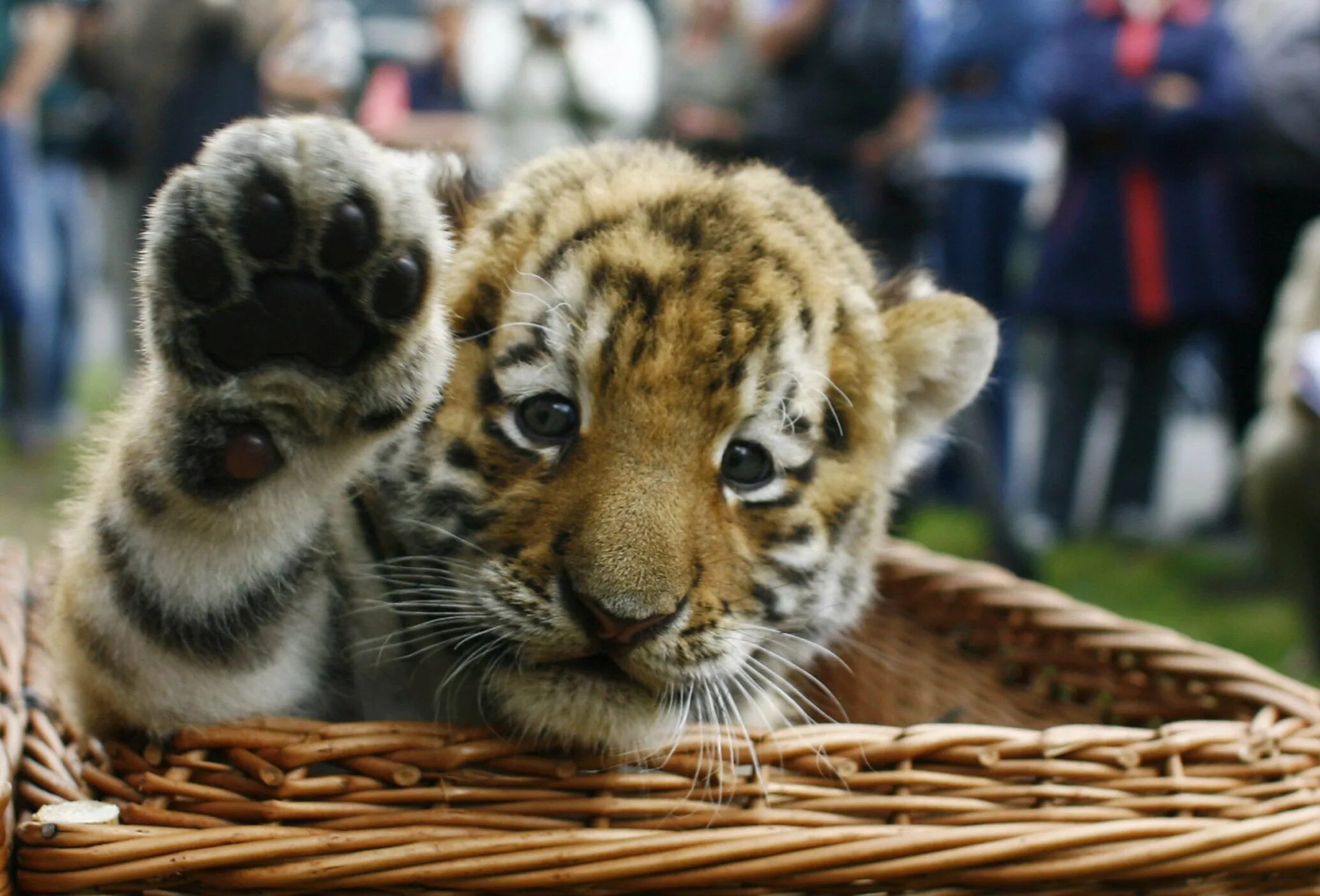 тигрёнок тэтэ. песня маленький тигренок. маленький тигренок слова. песня маленький тигренок с круглыми. маленький тигрёнок с круглыми глазами песня текст.