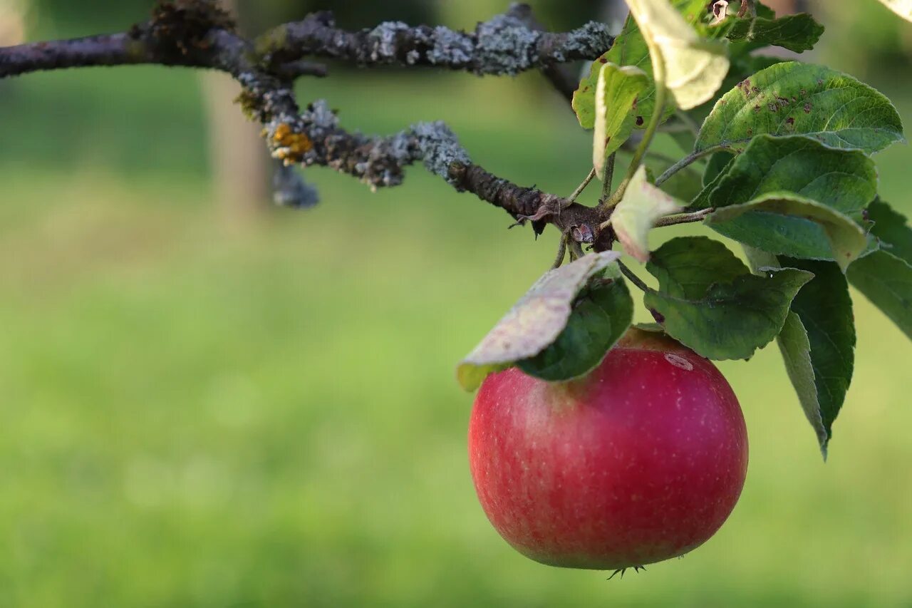 Яблоня. Яблоня Apple. Яблоня ред фри (2 года). Яблоня ред фри (4 года). Яблоки на дереве.