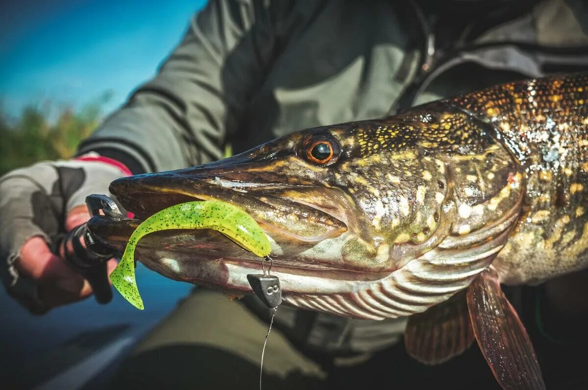 щука на спиннинг. улов щуки. рыбак с щукой.