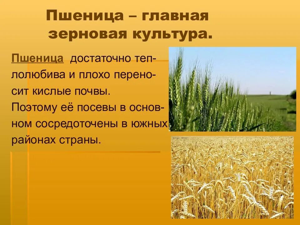 Где находится пшеница. Строение пшеничного колоса. Пшеница доклад. Где находится пшеница. Сообщение о зерновых культурах.