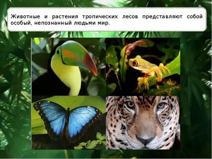 Животные тропических зон