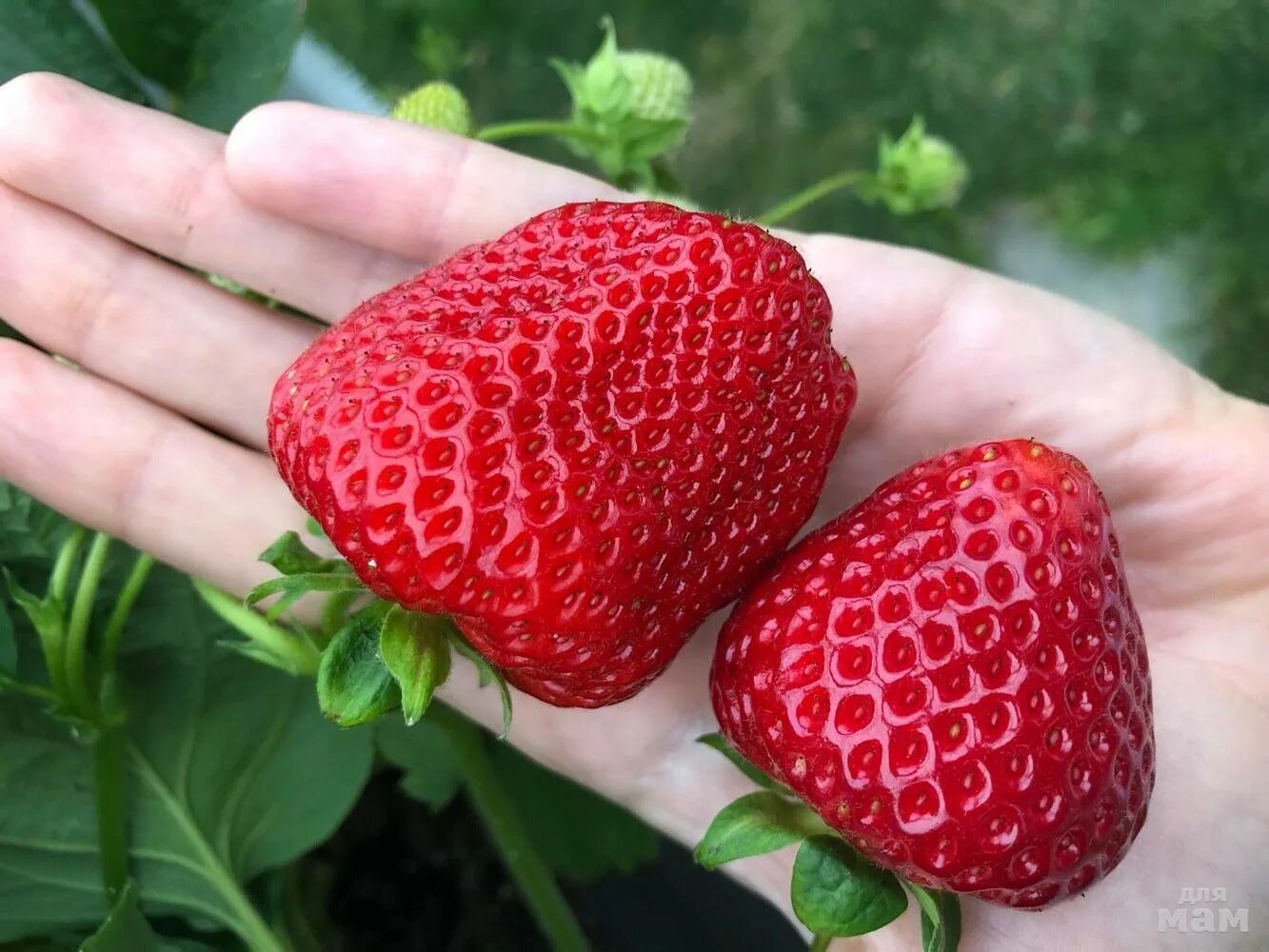 сорт виктории кимберли. виктория кимберли. клубника сорт кимберли описание сорта. кимберли сорт клубники описание отзывы фото. сорт клубники кимберли.