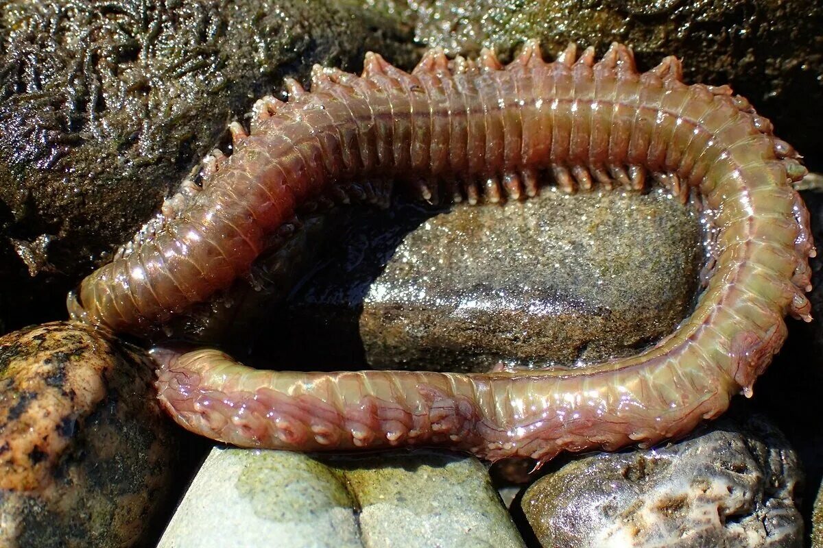 Морской червь размер. Нереис кольчатый червь.
