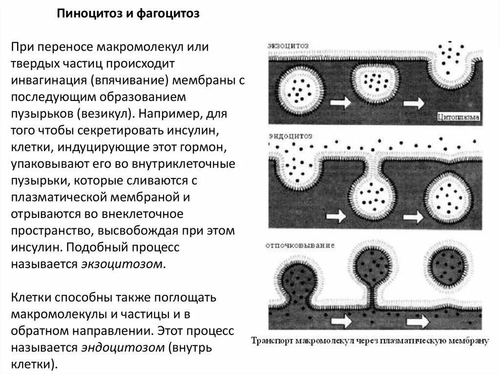 Фагоцитоз пиноцитоз экзоцитоз. Эндоцитоз и экзоцитоз схема. Обратный пиноцитоз. Эндоцитоз клетки.