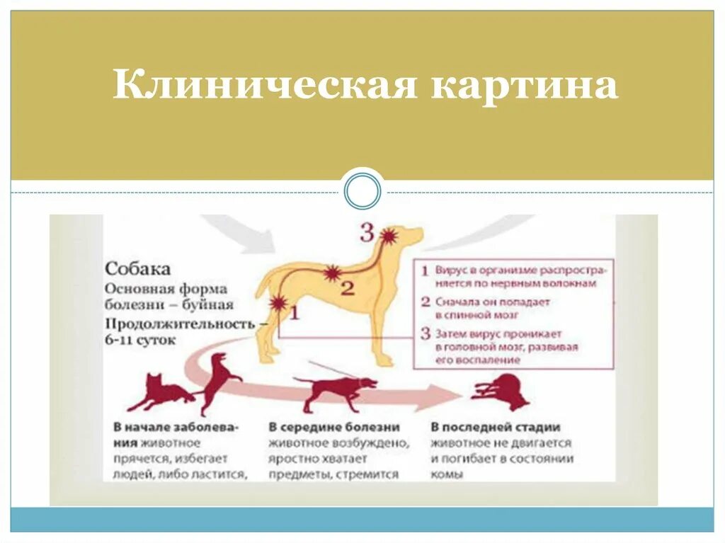 Клиническая картина бешенства. Клинические периоды бешенства. Клиническая картина бешенства у человека. Инкубационный период бешенства.