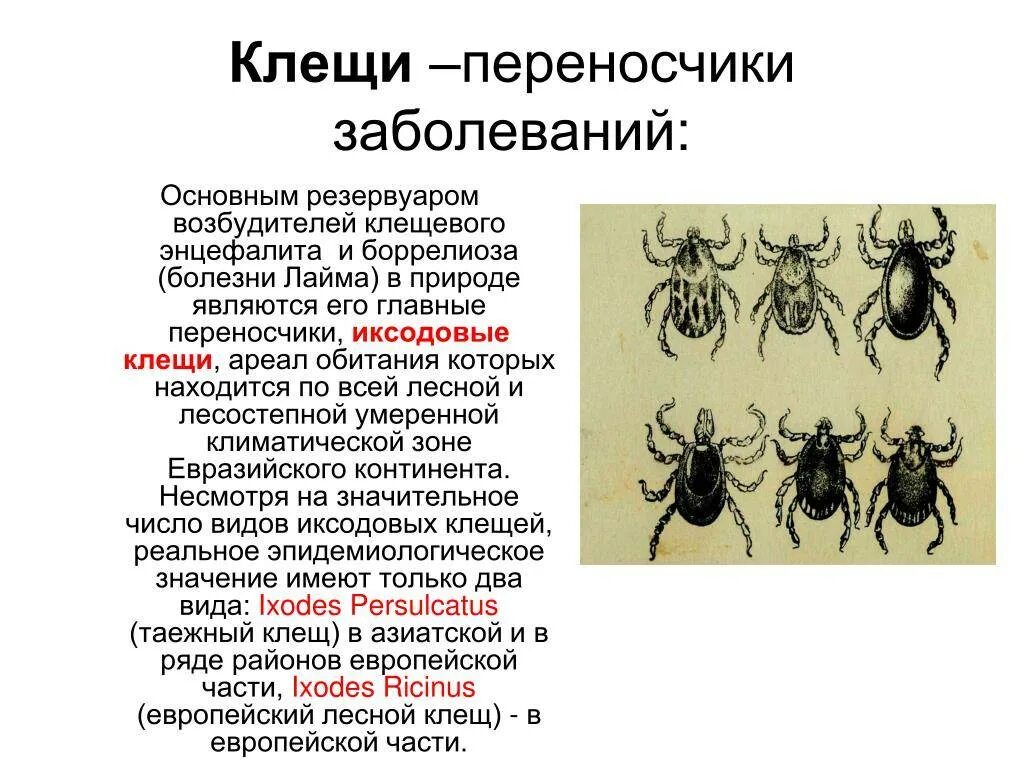 Энцефалит что это за болезнь. Клещи переносчики возбудителей болезни. Клещевой энцефалит резервуар возбудителя. Иксодовые клещи переносчики инфекции.