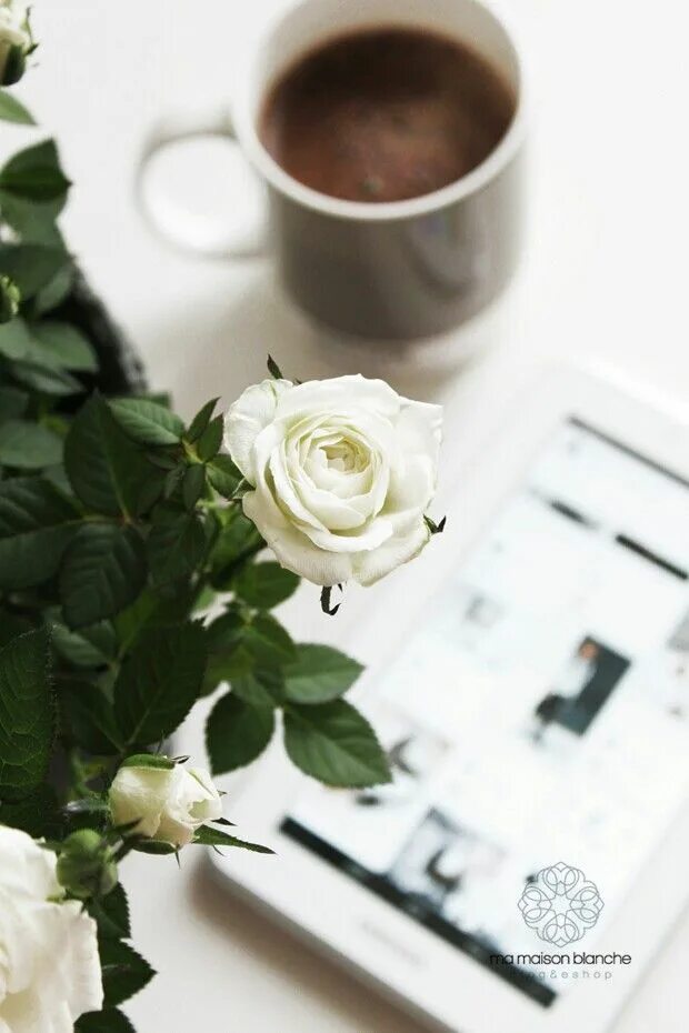 Coffee, Chocolate, White Rose Stock Image - Image of saucer, decadent: 23668897