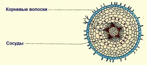 В корне сосуды
