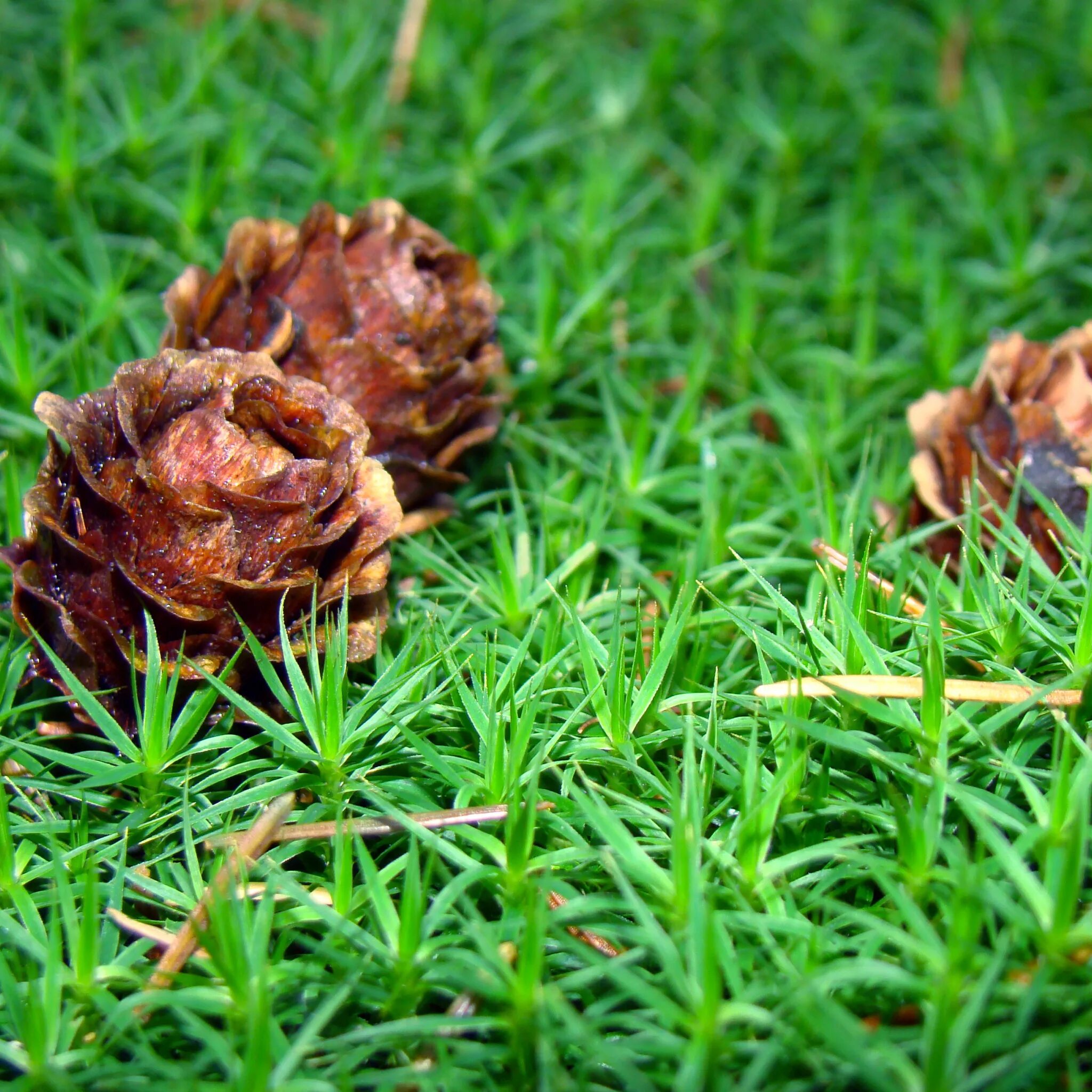 Падают сосновые шишки. Мох и шишки. Шишки падают. Шишки ели европейской опадающая. Падение шишек.