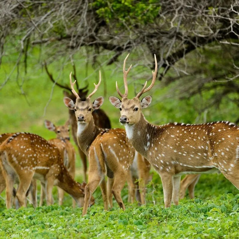 National wildlife. Сафари Шри Ланка национальный парк. Национальный парк Миннерия Шри Ланка. Сафари Яла Шри Ланка. Национальный парк Яла сафари.